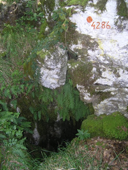 descrizione immagine