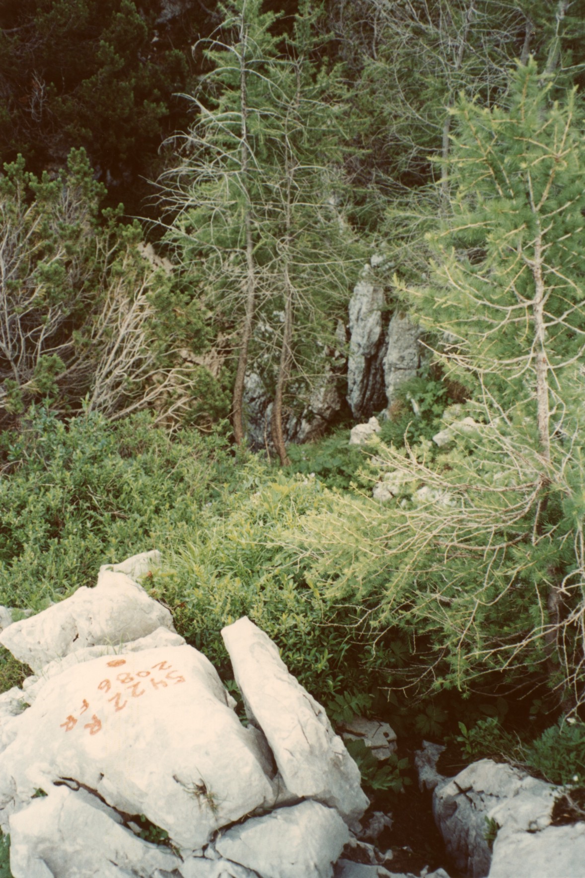 descrizione immagine