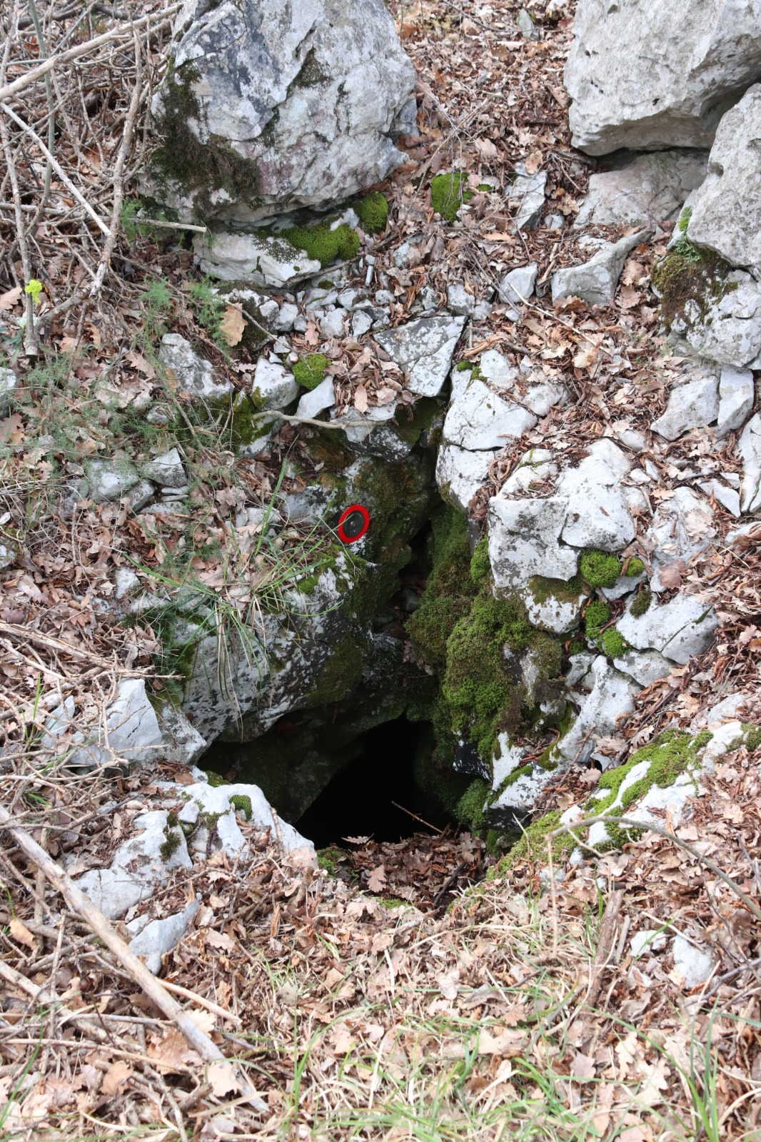 descrizione immagine