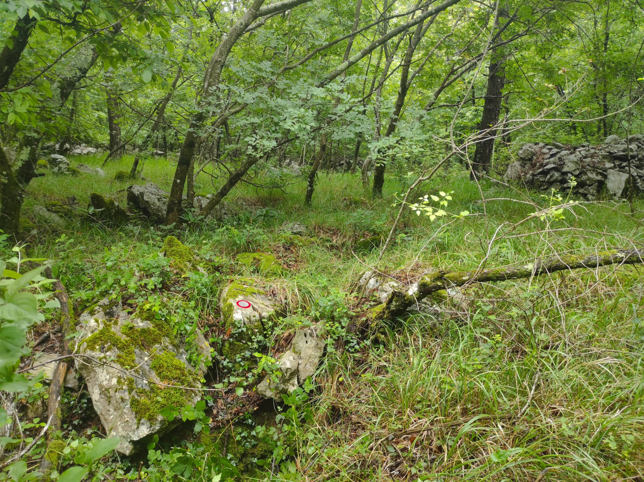 descrizione immagine