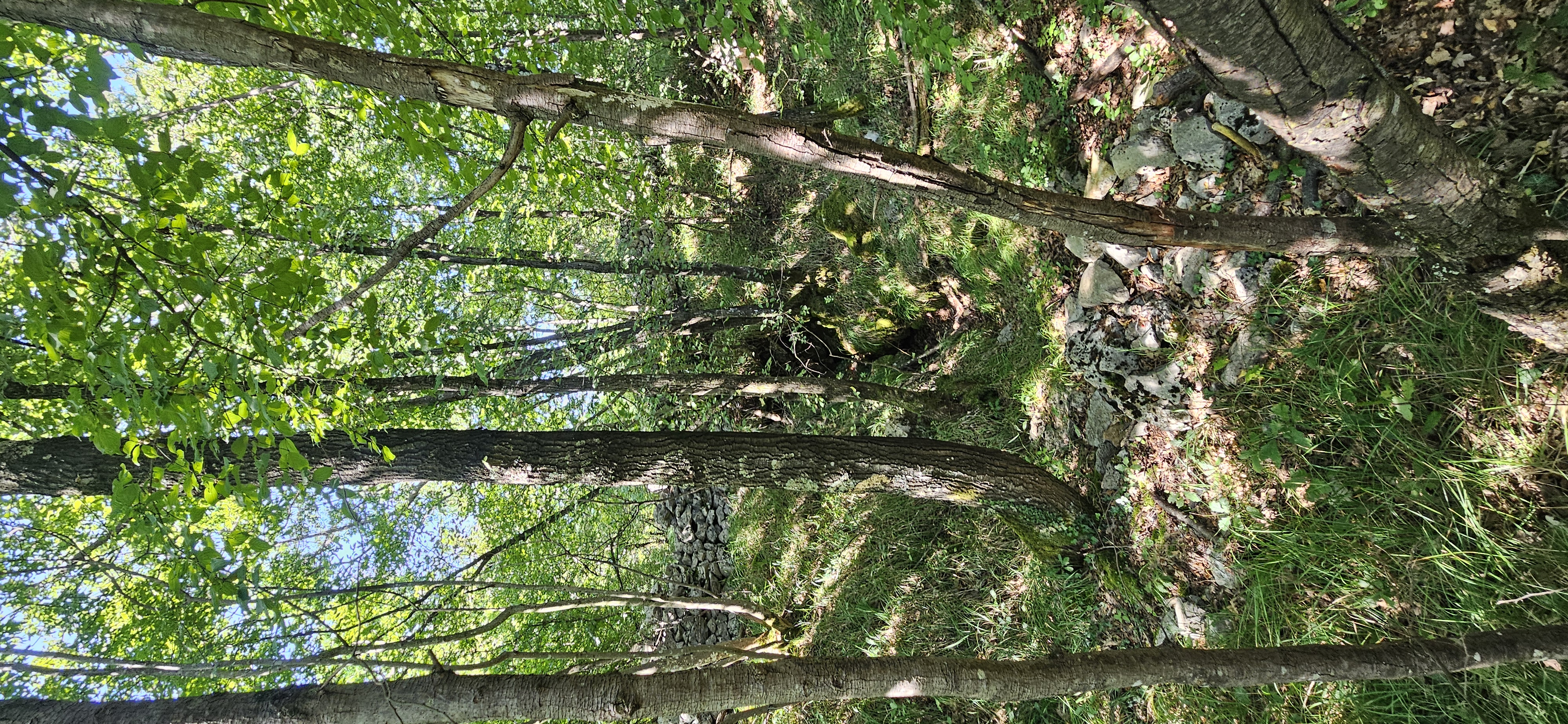 descrizione immagine