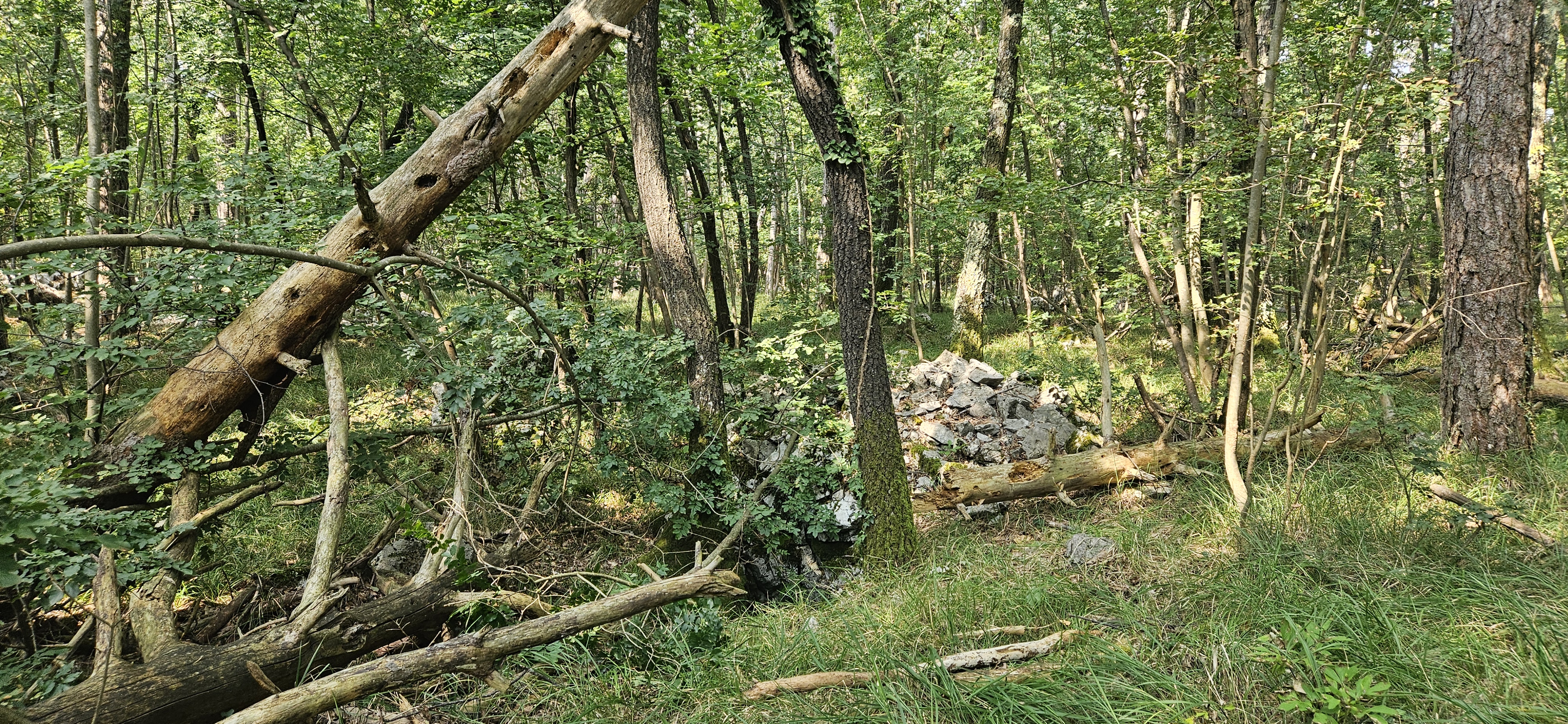 descrizione immagine