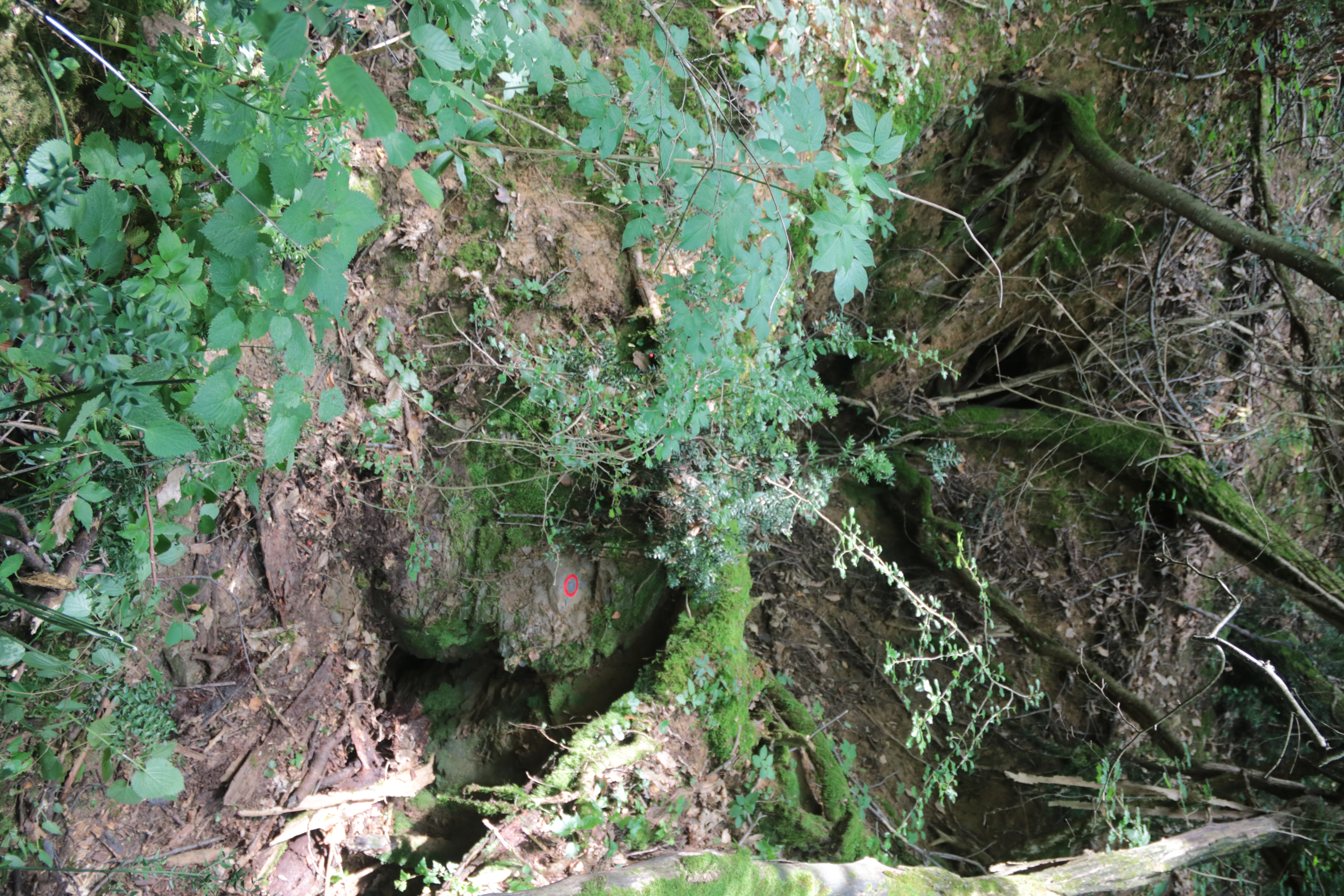 descrizione immagine