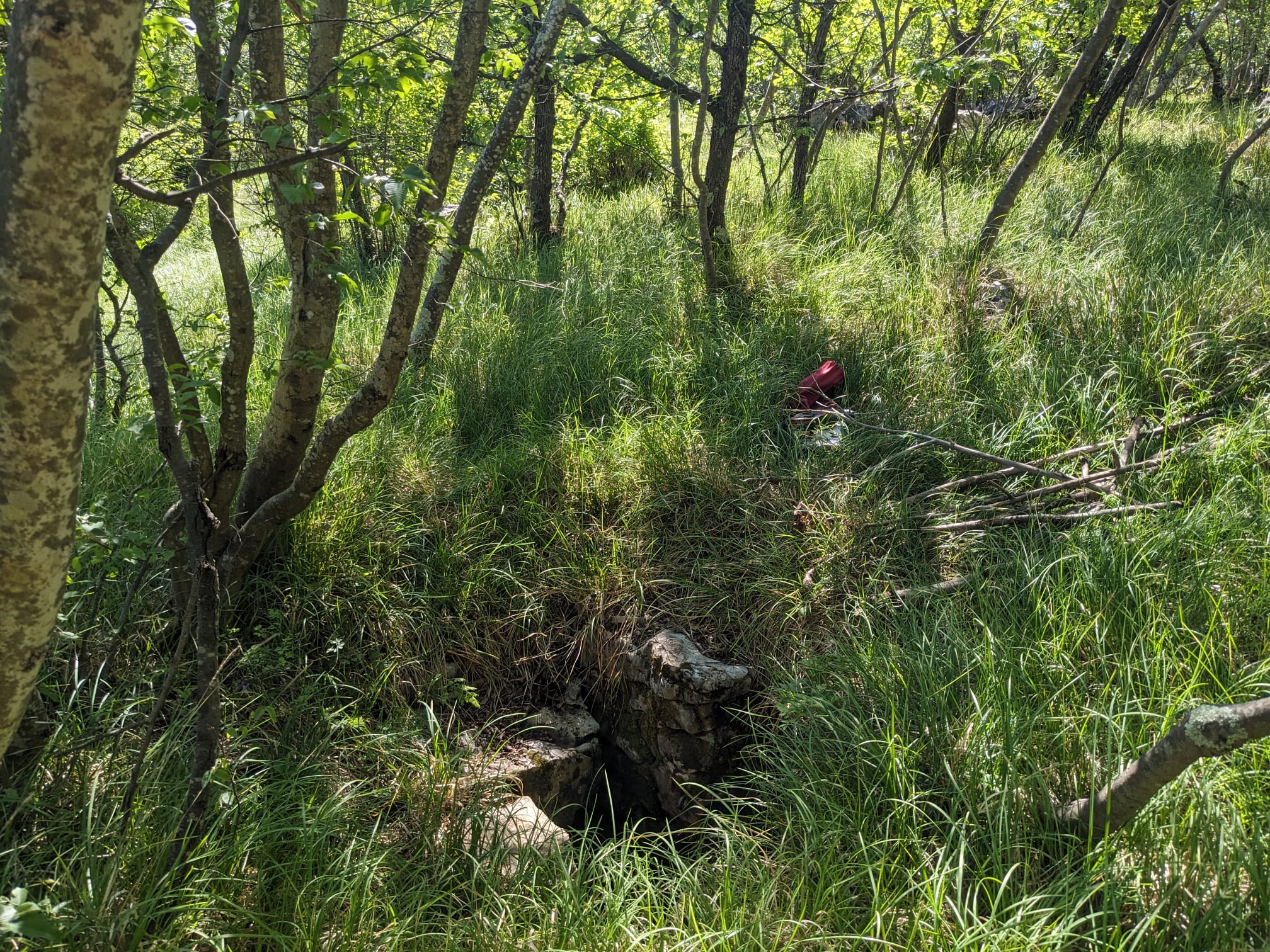 descrizione immagine