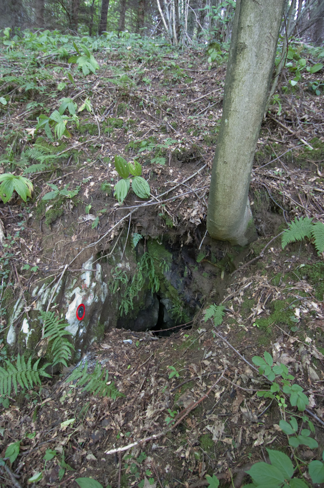 descrizione immagine