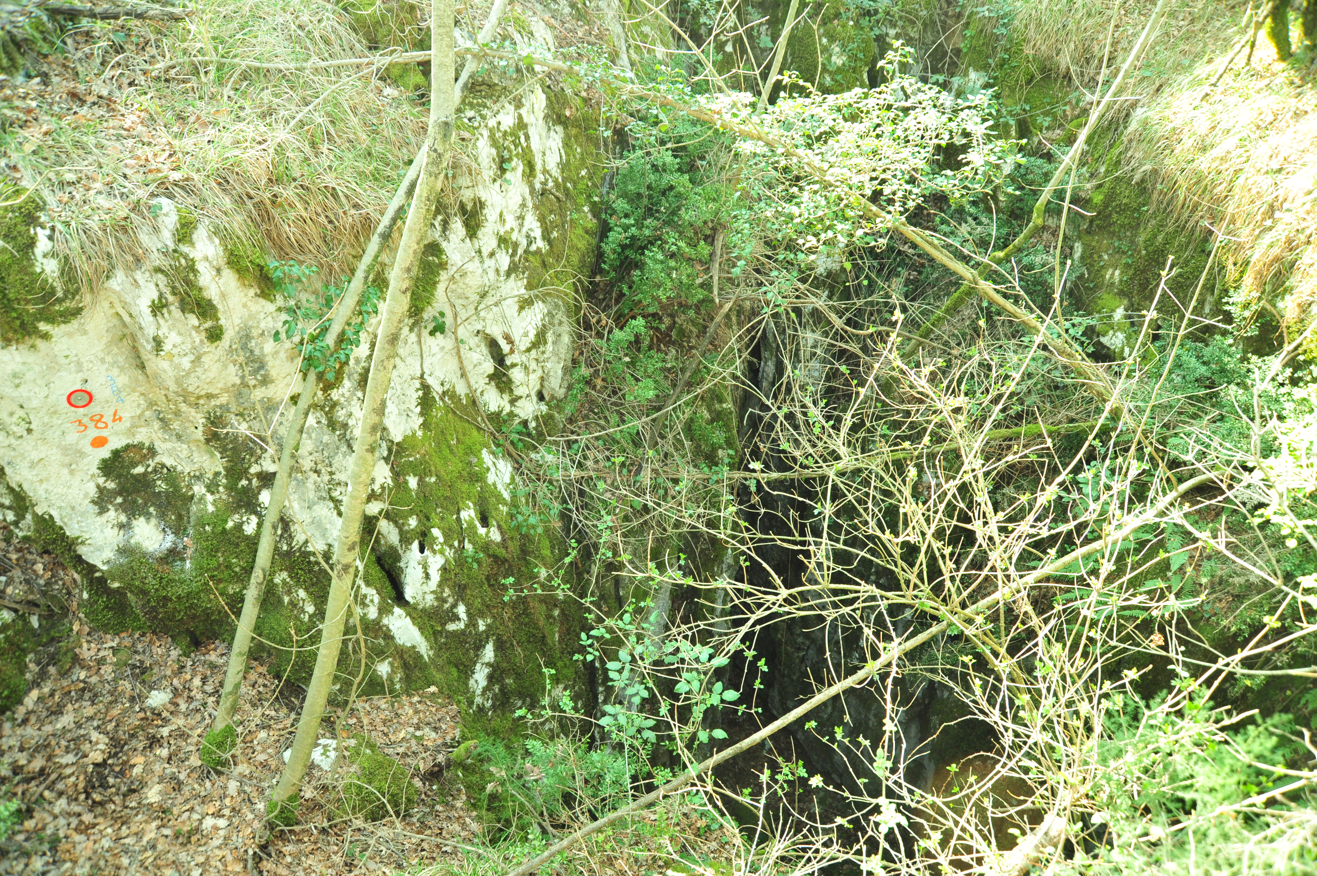 descrizione immagine