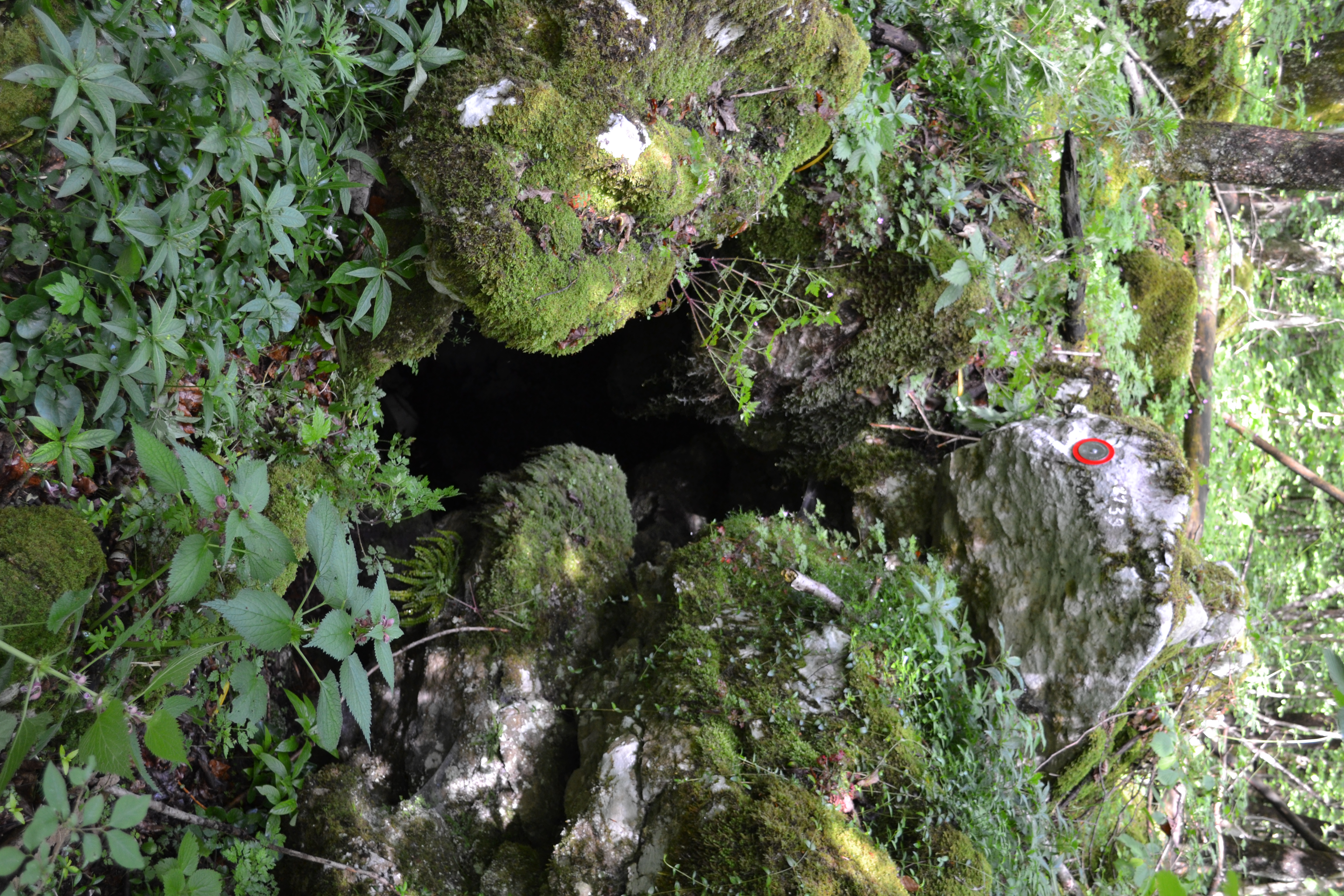 descrizione immagine