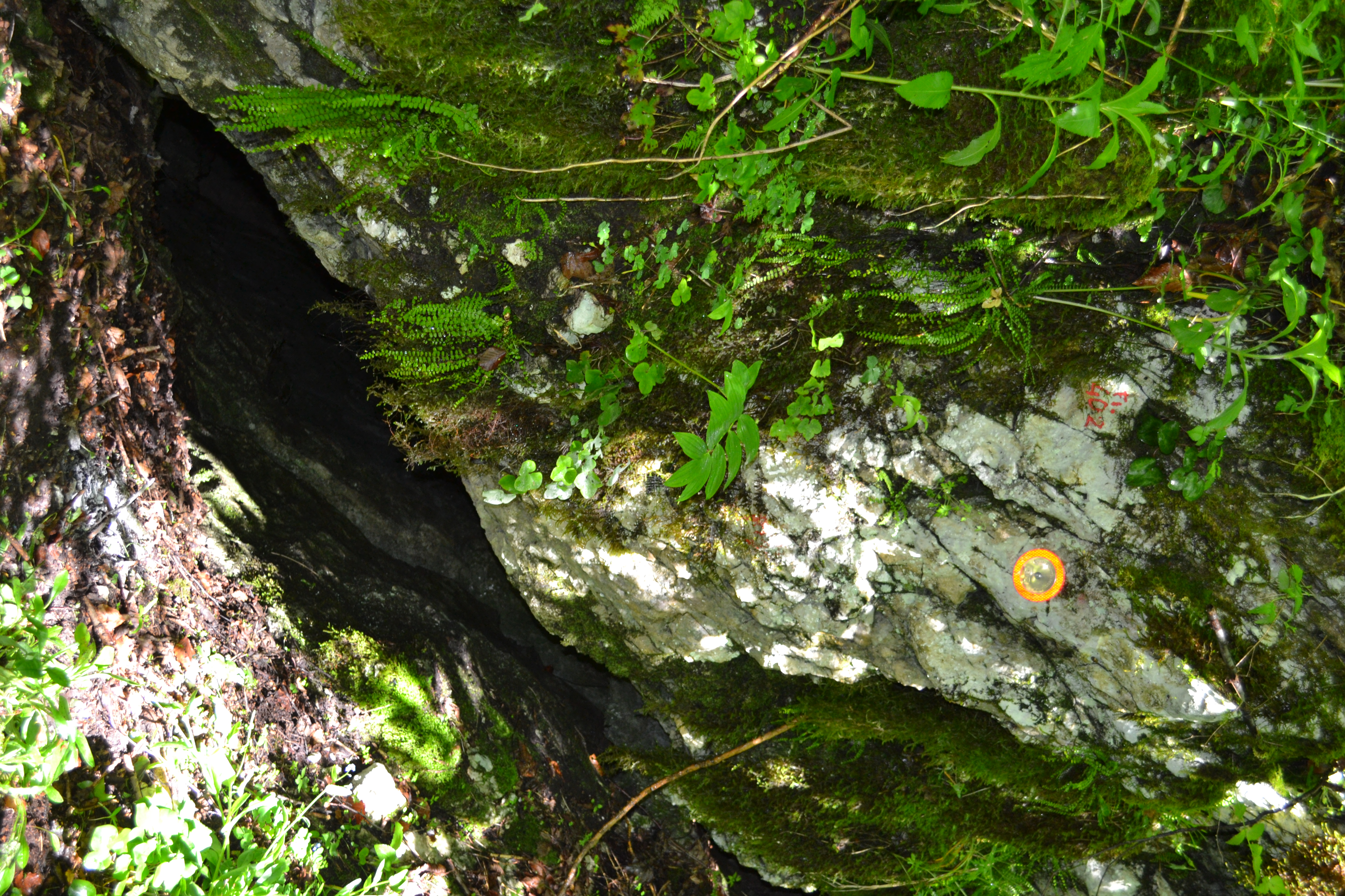 descrizione immagine