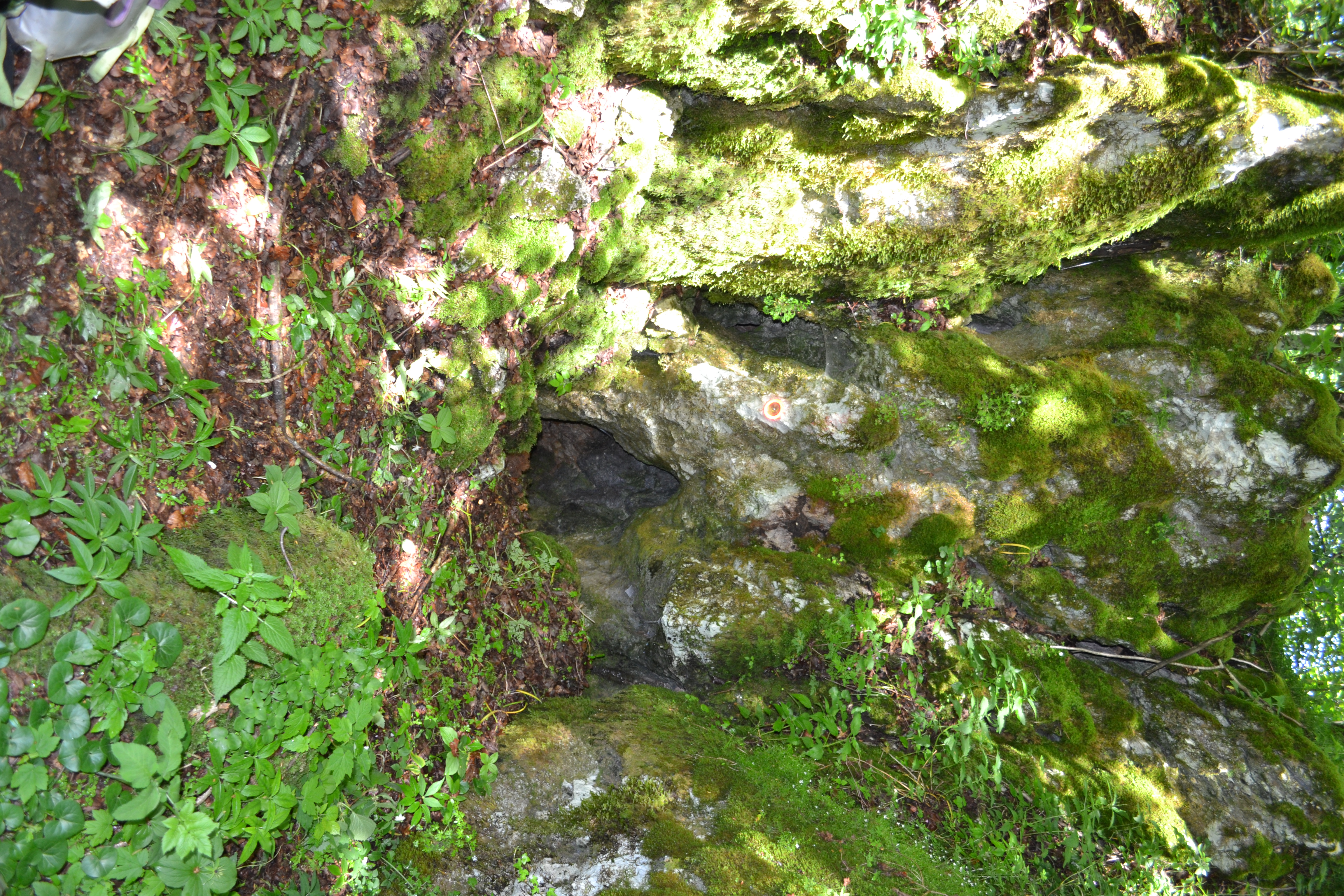 descrizione immagine