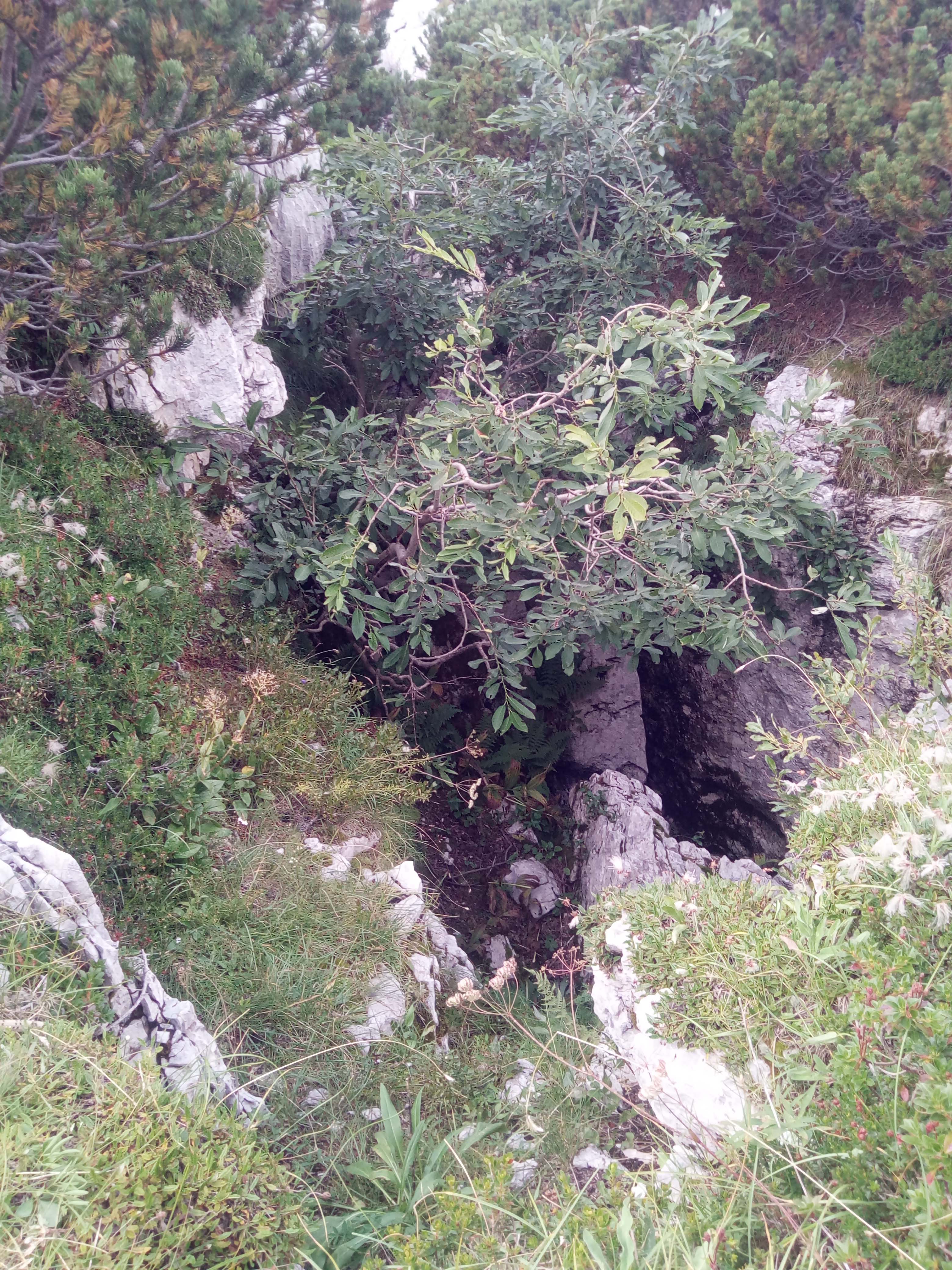 descrizione immagine